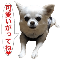 Mr.Thank you and amusing friends 15