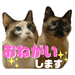 wan_nyan