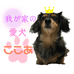 cocoa_20201231212159