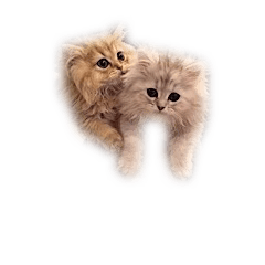PERSIAN CHINCHILLA WONDERFUL CAT LIFE
