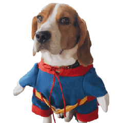 Beagle Dog Cooper