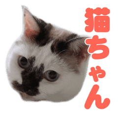 猫ちゃんたちの面白くて可愛いスタンプ Line スタンプ Line Store 猫ちゃんたちの面白くて可愛いスタンプ Line スタンプ Line Store