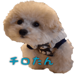 toy poodle chiroru sticker vol.1