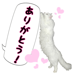 Fluffy white cat MOCHI2