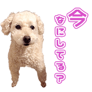 AKsama's Sticker