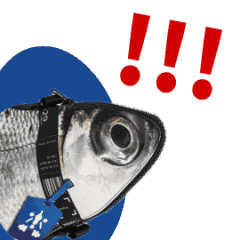 尚青虱目魚