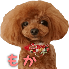 toy poodle moka sticker vol.1