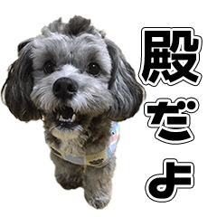 YSsama's dog Sticker