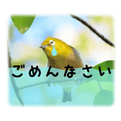 Japanese white eye(wild bird sticker 1)