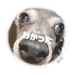 cocoa_20210102000546