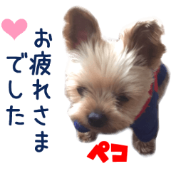 リアルDOG ヨーキーのアトム