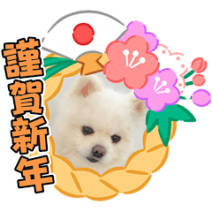 Pomeranian dog Shiromaru8