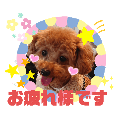 トイプードル Lineクリエイターズスタンプまとめ Stamplist トイプードル Lineクリエイターズスタンプまとめ Stamplist