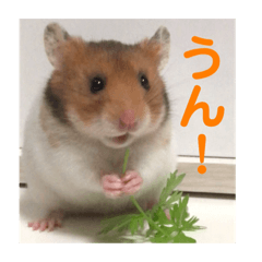 Papisan sticker hamster