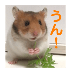 ゴールデンハムスターぱぴさん Line スタンプ Line Store ゴールデンハムスターぱぴさん Line スタンプ Line Store
