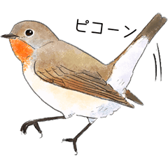 日本の野鳥3