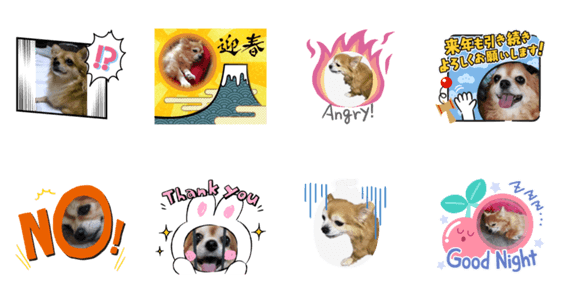 とてもかわいいチワワちゃん2 Lineクリエイターズスタンプ Stamplist
