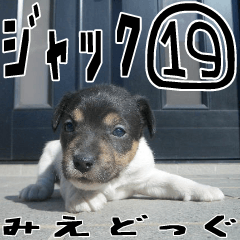 MIEDOG Jack Russell terrier sticker 19