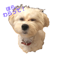 omochi_20210103093209