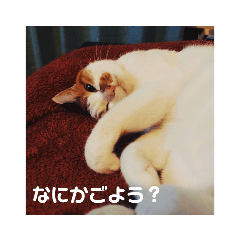 hide-cat_20210102191202