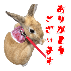 Chiba-usa san
