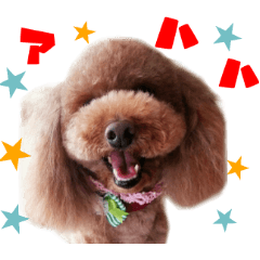 Real DOG Toy Poodle No.4