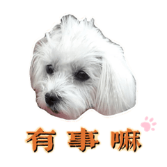 小白日常篇