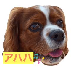 monmon_ru