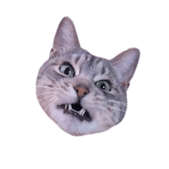 Photo stickers of expressive cats