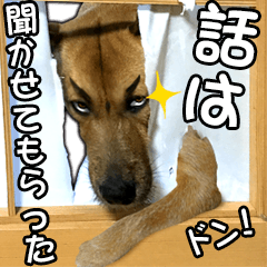 Dog dog kotaro sticker Vol.2