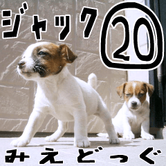 MIEDOG Jack Russell terrier sticker 20