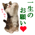 なめ猫 なめんなよ Line スタンプ Line Store なめ猫 なめんなよ Line スタンプ Line Store