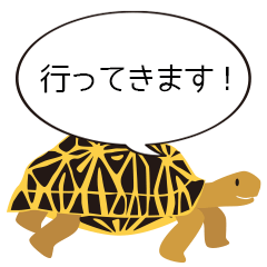 tortoise 003