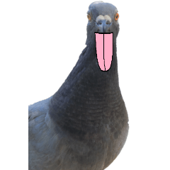 Doodle on pigeon2-2-BIG