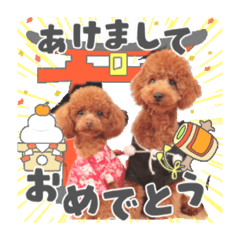 Toy Poodle Premier  New Year ver