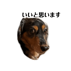 fogfogdog_20210105195357