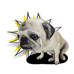 Lovely Pug Stickers(animation)