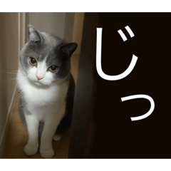 mochi_20210105213336