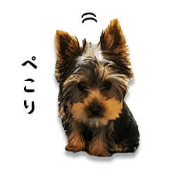 Yorkshire terriers sticker