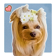 Cute dog Mint-chan