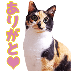 TO様の猫ちゃんスタンプ vol.1