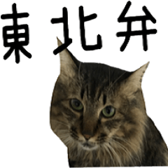 cat of cure TOHOKU dialect