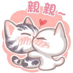Happy daily life of cute  kitten couple
