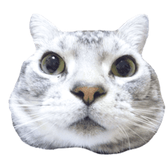 アメリカンショートヘア ビビ 実写猫 Line スタンプ Line Store