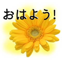A floral message! Gerbera
