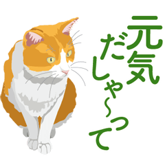 bicolor cat speaking Nagoya dialect.