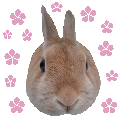 House fluffy rabbit