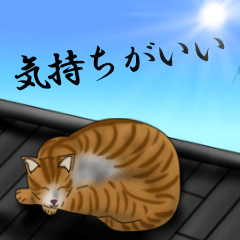 Emotional Hachiware cat!