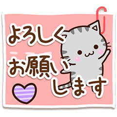 American shorthair cat 16