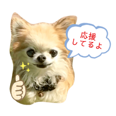 Suzu_20210106190741